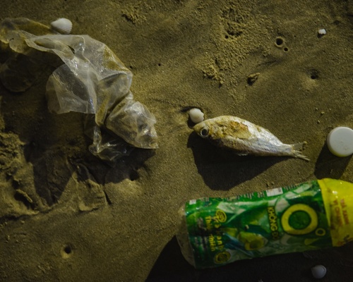 rác thải nhựa gây chết sinh vật biển
